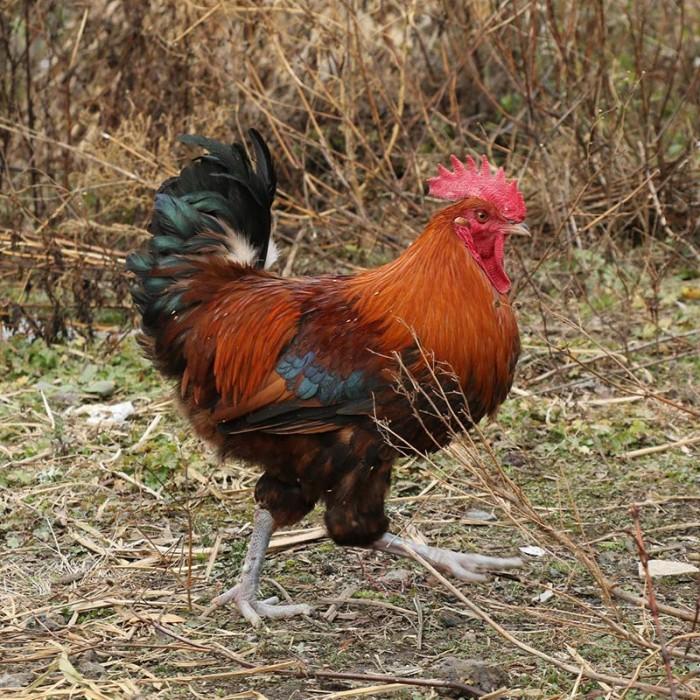 土公鸡