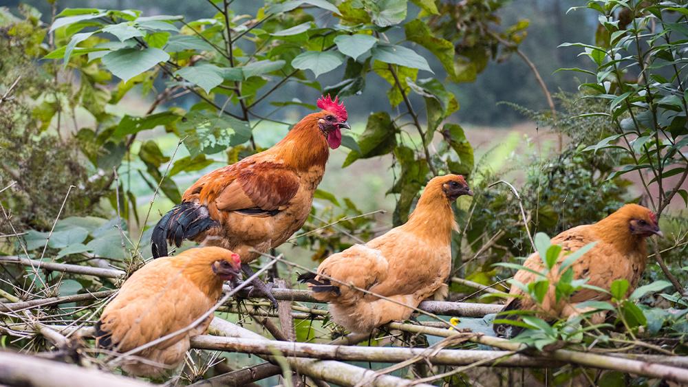 养鸡养鸭的注意！活禽跨省运输要有“两证”